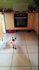 Cat fail slow-motion-IAIPyWZ2Qok