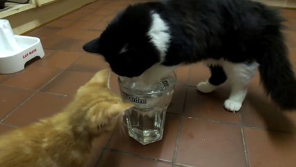Cat fails at drinking water-3xZf9VnDbEY