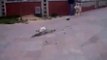 Cat fails chasing a bird! Video-SaXPOValTqQ