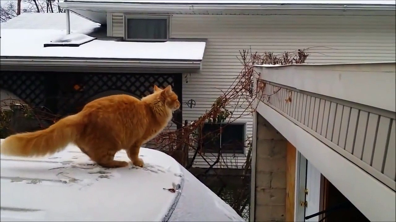 Cat Fails Jump - Gato erra o pulo-yRm7DjHnRGA