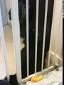 Cat fails to climb a baby gate-xipOUWfgbUs
