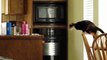 Cat Fails with sound effects _ Compilation of funny cats in action-qMvoTnh5N0g