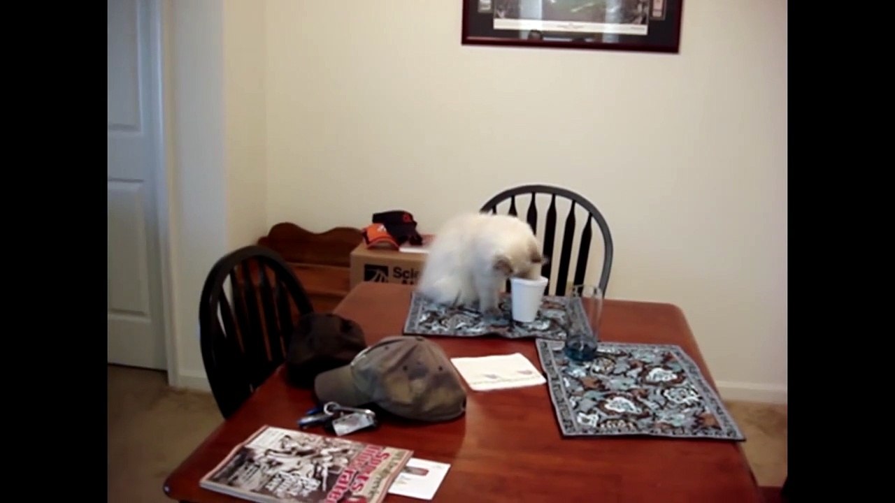 CAT FAILS-h6mlNiDkHXA
