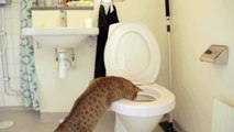Cats Fails To poo in a Toilet-tMwZTAw5kN0