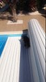 Epic cat fail in the swimming pool 2016-fALcA-pvjf4