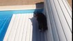 Epic cat fail in the swimming pool 2016-fALcA-pvjf4
