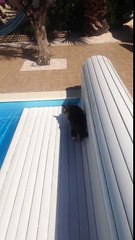 Epic cat fail in the swimming pool 2016-fALcA-pvjf4