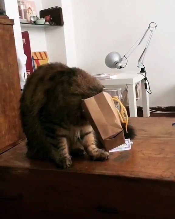 Epic cat fail!-8qGJrWdTskk