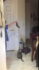 Epic cat fail-JHDs_YHqIVQ