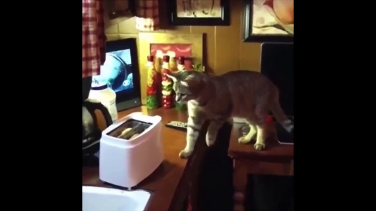 Funny Cat Fails _ Cats   Toasters =-ZlxdttycW7o