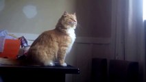 Funny Cat Fails Hilariously At Epic Window Jump _ CatNips-QRvQgBXH8B4