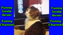 funny cats fails videos 2016 _ funny cat and animals compilation vines try not to laugh or grin #L-lPv477PFMV8