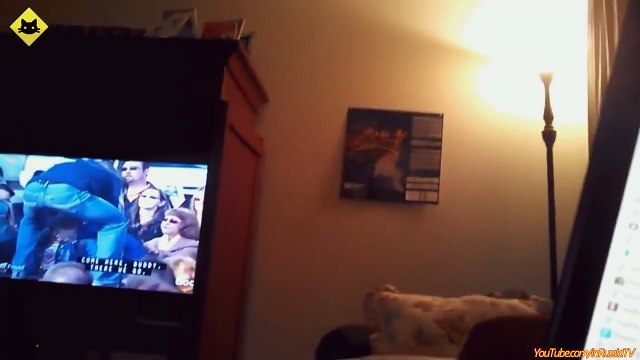 FUNNY VIDEOS - Funny Cats - Funny Cat Videos - Funny Animals - Fail Compilation - Cats Fails l4xlSvaOK0