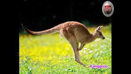 Wild and Domestic All Original and Animation Animals for Kids Live Video