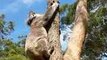 Koala Roars After Stellar Recovery