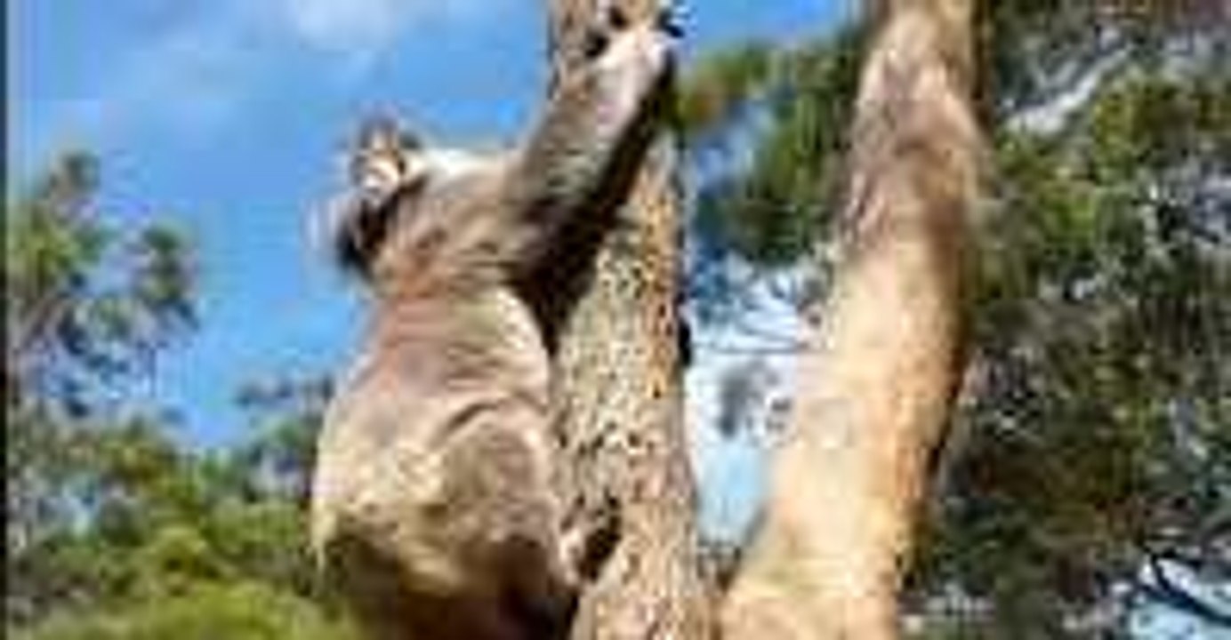 Koala Roars After Stellar Recovery