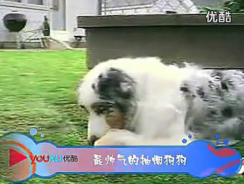 April 2013- 3 minutes of funny animals complications LOL cute, fun, fails, owned, laughs-dH2vRLM9XfE