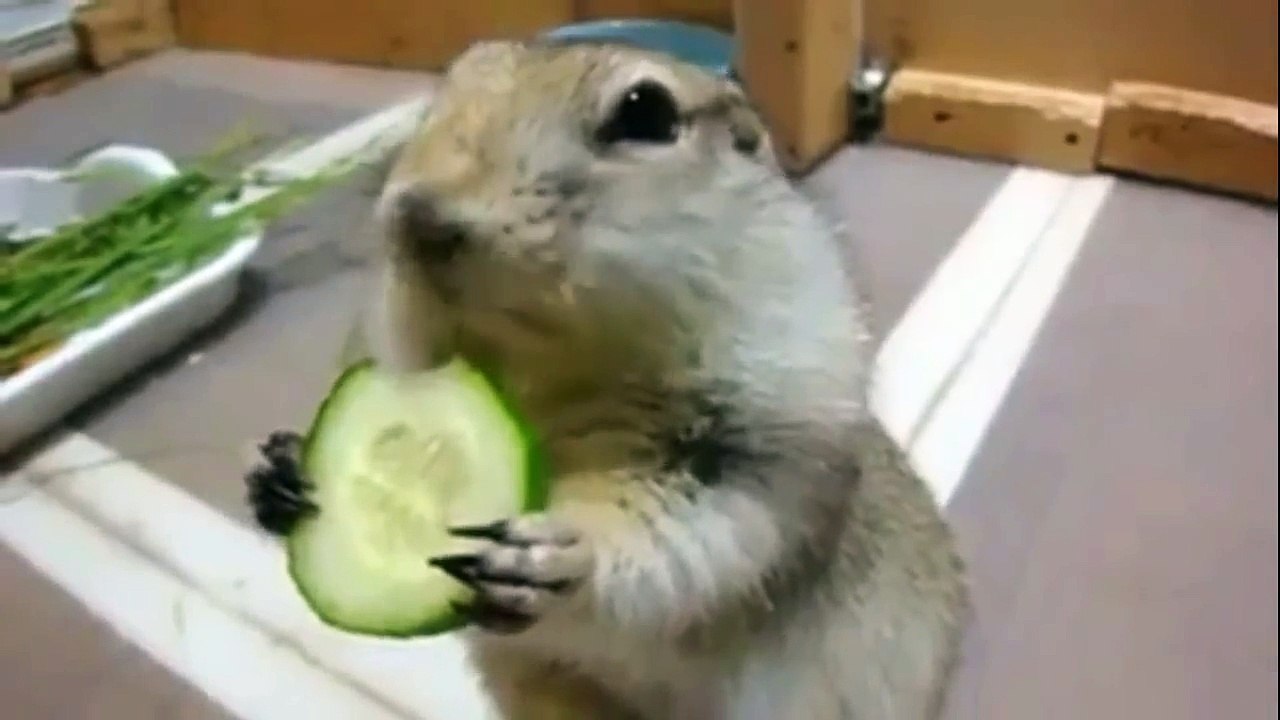 Cute Squirrel Eating Cucumber ever - Funny Animal Videos-YCGRfNIlZSU