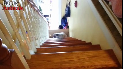 Funny Dogs Vs Stairs - Funny Dog Videos 2017