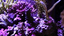 75 Gallon Saltwater Reef Aquarium- 2 Year Coral Update