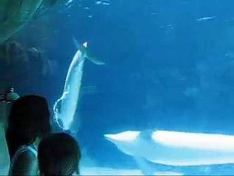 In Wolrd Dolphin Air Rings| An Amazing Behavior| Blow Bubble Air Rings|