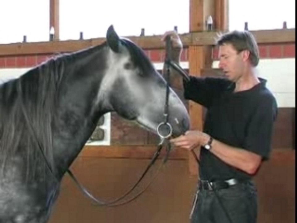 Junge Pferde schulen an der Hand