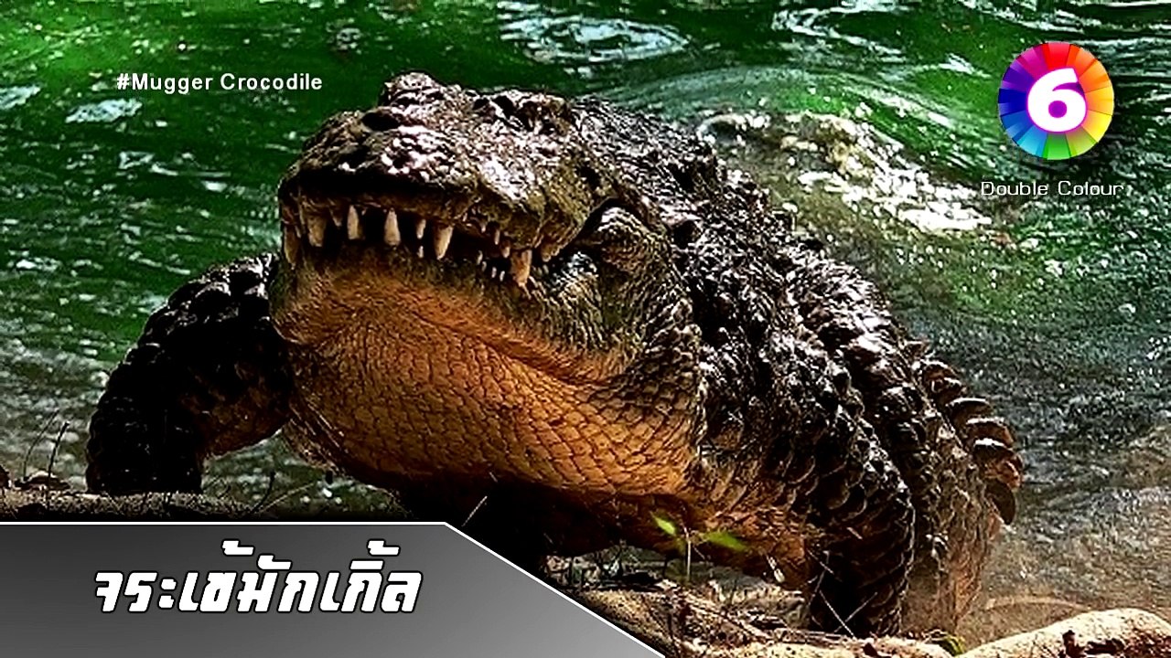 10 อันดับ : จระเข้ นักฆ่า สุดยอดสายพันธุ์ดุของโลก : Top 10 Dangerous Crocodiles | Double Colour
