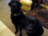 Funny Dog snitches on sibling. Who stole the cookie www.barkbadges.com