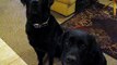 Funny Dog snitches on sibling. Who stole the cookie www.barkbadges.com