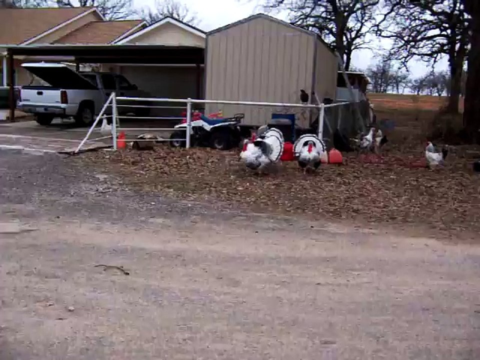 Texas turkeys play soccer   Super Funny