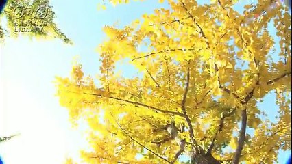 木漏れ日の中のイチョウの木　by本川祐治郎