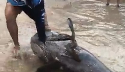 Holy Crap, Look At The Size Of This Fish