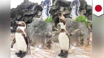 Penguin cinta Anime: Penguin otaku berpisah dengan istri manga di sampingnya - TomoNews