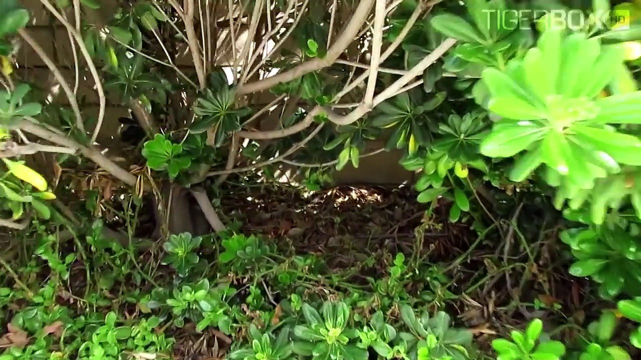 CARELESS DAD Crushes Gordon the TOY TRAIN under Car, THOMAS and FRIENDS Accidents Will Happen