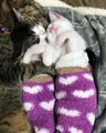 Une maman chat fait une sieste avec ses 2 petits chatons