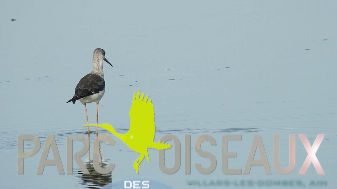 19/08/2017 Parc des Oiseaux à Villars-les-Dombes