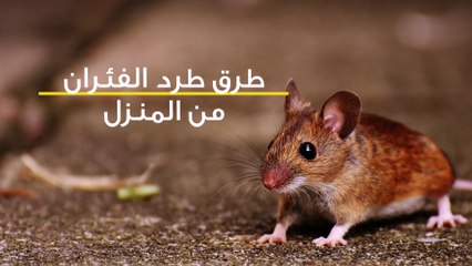 طرق طرد الفئران من المنزل