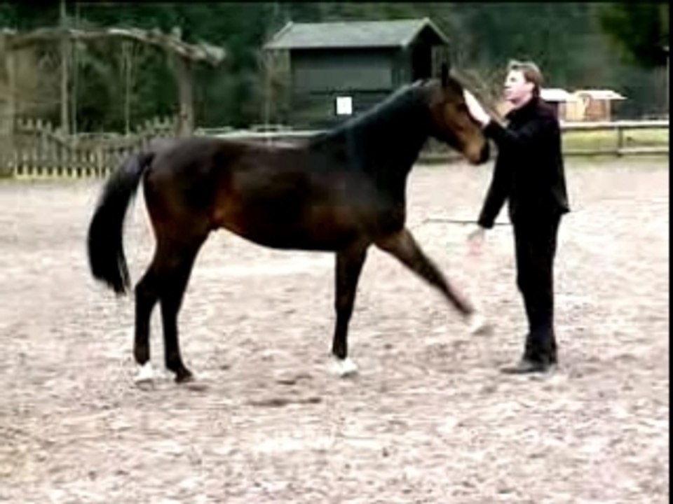 Vertrauenstraining / Freiheitsdressur mit Cortéz