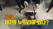 [자막뉴스] 외래종 라쿤, 제2의 뉴트리아 되나? / YTN