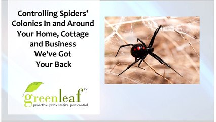 Eco-Friendly Pest Control Service in Brampton - Greenleafpestcontrol.com