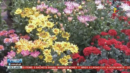 Supply ng mga bulaklak sa Baguio City para sa #Undas2017, sapat