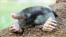 Moles abweisender Ton - 30 Minuten