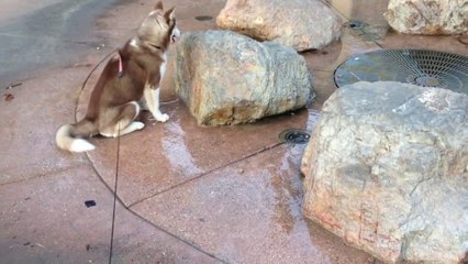 Ce chien Husky va subir un petit lavage de derrière imprévu! Le pauvre