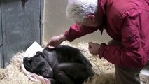 Jan van Hooff visite le chimpanzé Mama, âgé de 59 ans et très malade. Une rencontre émouvante.