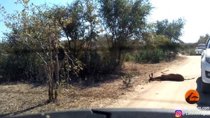 Cheetah Kills Impala That It Chased Into Car - Latest Sightings Pty Ltd