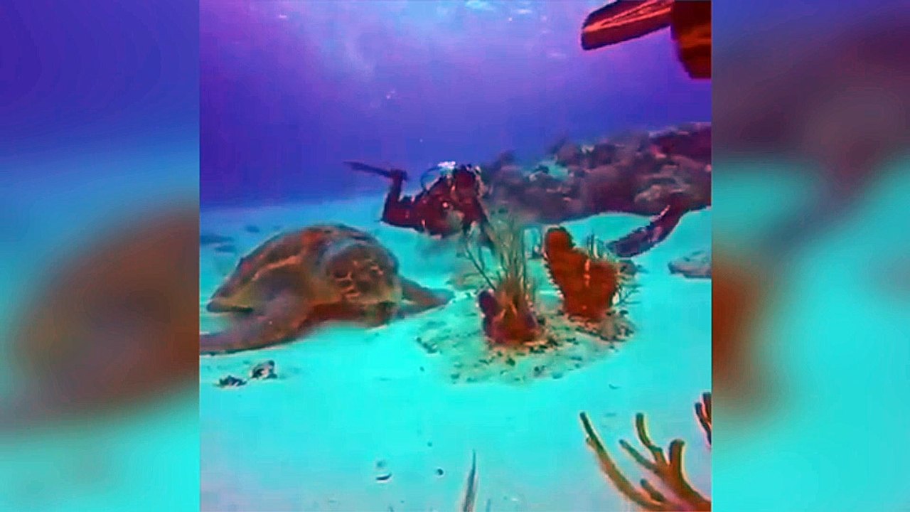Magnifiques images d'une tortue marine !