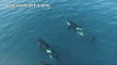 Killer Whales Swim Right By Group's Boat