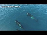 Killer Whales Swim Right By Group's Boat