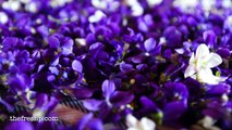 Making Perfume from Violets: Enfleurage | Fresh P