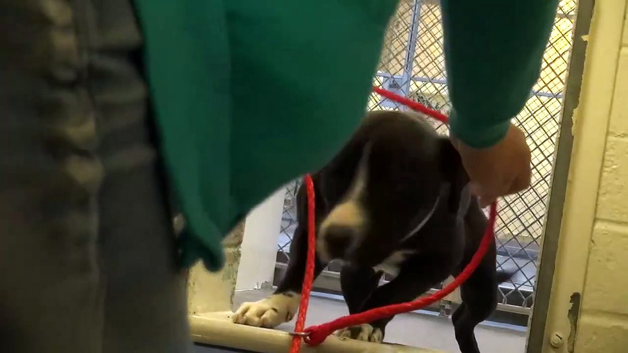 DÉCOUVREZ LA RÉACTION D’UN PITBULL LORSQU’IL APPREND QU’IL EST ENFIN ADOPTÉ